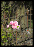 Roses in the Graveyard