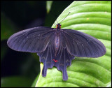 The Pink Rose Butterfly.jpg