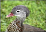 Mrs Carolina Wood Duck.jpg