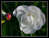 Camellia