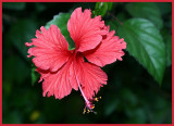 Fijian Hibiscus