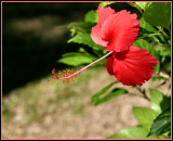 Hibiscus of Fiji