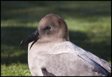 Sooty Albatross