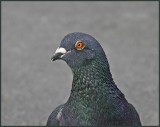 Pigeon