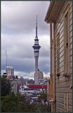 Sky Tower from Ponsonby