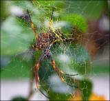 Golden Orb Spider