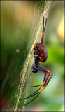 Golden Orb Spider