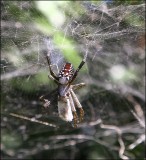 Community Spider