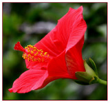 Hibiscus