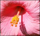 Hibiscus