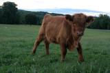Scottish Highlander Calf