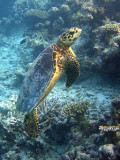 Maldives_07_dive_r_078_72 dpi_sup.jpg