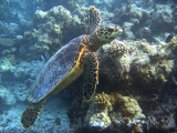 Maldives_07_dive_r_079_72 dpi_sup.jpg