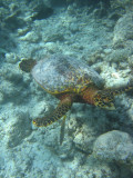 Maldives_07_dive_r_136_72 dpi_sup.jpg