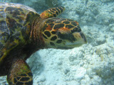 Maldives_07_dive_r_138_72 dpi_sup.jpg