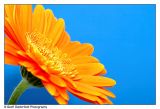 Orange Gerbera2.jpg