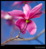 Magnolia Tree