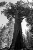 Mariposa Grove - Old Grizzly