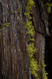 Moss Detail