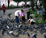 Bangkok Pigeons