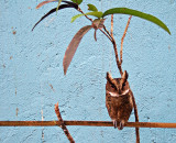 Bohol Baby Owl-lie