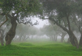 December 5 - Misty Olive Grove