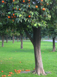 February 10 - Orange Trees