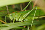 Tettigonia viridissima