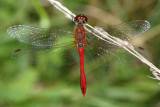 Sympetrum sanguineum