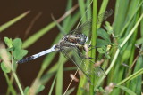 Orthetrum albistylum