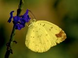 Three-spot Grass Yellow 檗黃粉蝶 Eurema blanda