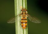 Black-banded Hover Fly 黑帶食蚜蠅 Episyrphus balteata