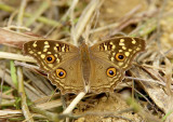 Lemon Pansy 蛇眼蛺蝶 Junonia lemonias
