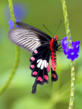 Common Rose 紅珠鳳蝶Pachliopta Aristolochiae