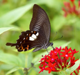 Red Helen 玉斑鳳蝶 Papilio Helenus