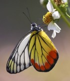 Painted Jezebel (Male) 優越斑粉蝶 Delias hyparete