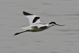 Pied Avocet 反嘴鷸