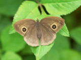 South China Bush Brown 平頂眉眼蝶 Mycalesis zonata