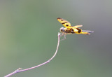 Variegated Fluterer 斑麗翅蜻 Rhyothemis variegata