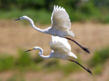 Flying egret