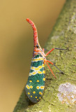 Lantern-fly 龍眼雞 Fulgora candelaria