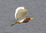 Chinese Pond Heron 池鷺