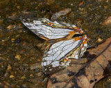 Common Mapwing 網絲蛺蝶 Cyrestis thyodamas