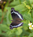 Blue Admiral 琉璃蛺蝶 Kaniska canace