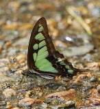 Glassy Bluebottle 寬帶青鳯蝶 Graphium cloanthus