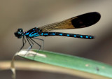 Common Blue Jewel (male) 三斑鼻蟌 Rhinocypha perforata