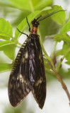 Fishfly 朝中斑魚蛉 Neochauliodes koreanus