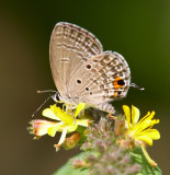 Plains Cupid 曲紋紫灰蝶 Chilades pandava