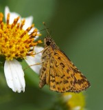 Bush Hopper 黃斑弄蝶 Ampittia dioscorides