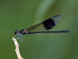 Black-banded Gossamerwing 方帶幽蟌 Euphaea decorata